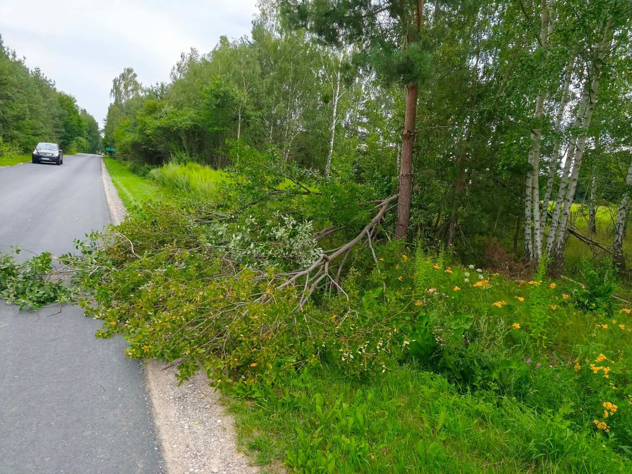 Fallen tree beside a road in Badow Gorny