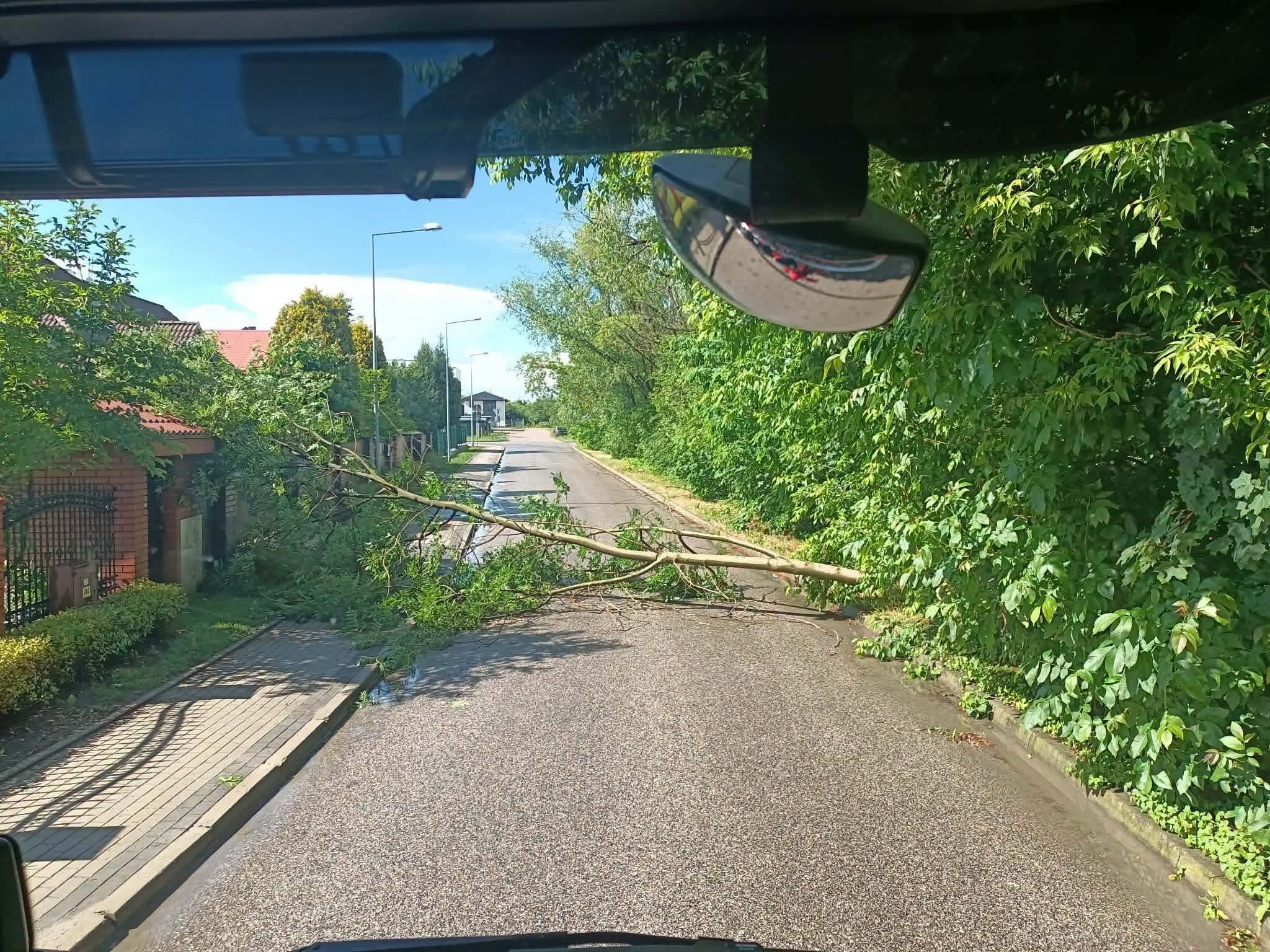 Powalone drzewo blokujące drogę w Mszczonowie